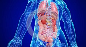Noi siamo la cosa più straordinaria: le curosità più incredibili sull'anatomia umana. Noi siamo la cosa più straordinaria: le curosità più incredibili sull'anatomia umana.