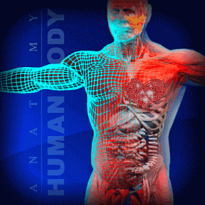 Systems of the Human Body with interactive GIFs Systems of the Human Body with interactive GIFs