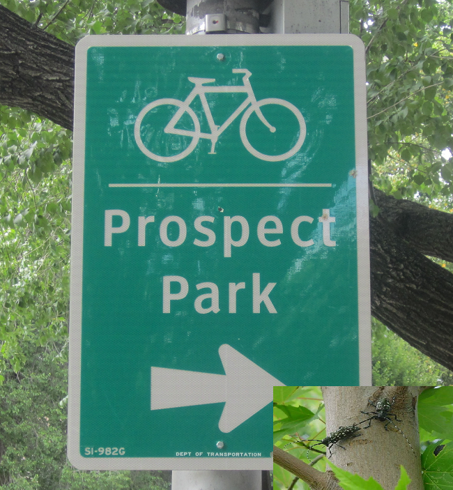 Students step up to save New York city from Asian Beetles Docsity